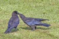 Corvus brachyrhynchos